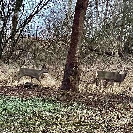 Dom wakacyjny Luksus Hus I 1st Raekke, All-incl Komfort Med Og Skov *
